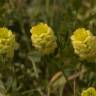 Fotografia 6 da espécie Trifolium campestre do Jardim Botânico UTAD