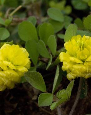 Fotografia 8 da espécie Trifolium campestre no Jardim Botânico UTAD