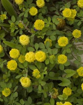 Fotografia 10 da espécie Trifolium campestre no Jardim Botânico UTAD