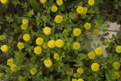 Fotografia da espécie Trifolium campestre