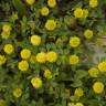 Fotografia 10 da espécie Trifolium campestre do Jardim Botânico UTAD
