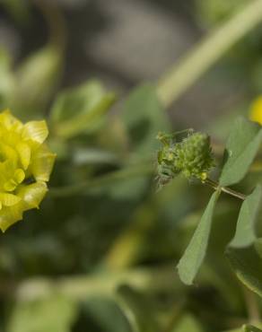 Fotografia 13 da espécie Trifolium campestre no Jardim Botânico UTAD