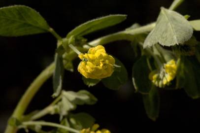 Fotografia da espécie Trifolium campestre