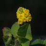 Fotografia 15 da espécie Trifolium campestre do Jardim Botânico UTAD