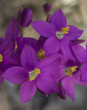 Fotografia 6 da espécie Centaurium erythraea subesp. grandiflorum no Jardim Botânico UTAD