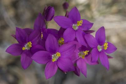 Fotografia da espécie Centaurium erythraea subesp. grandiflorum