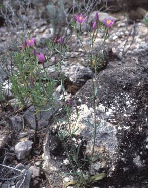 Fotografia 7 da espécie Centaurium erythraea subesp. grandiflorum no Jardim Botânico UTAD