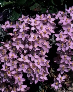 Fotografia 8 da espécie Centaurium erythraea subesp. grandiflorum no Jardim Botânico UTAD