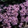 Fotografia 8 da espécie Centaurium erythraea subesp. grandiflorum do Jardim Botânico UTAD