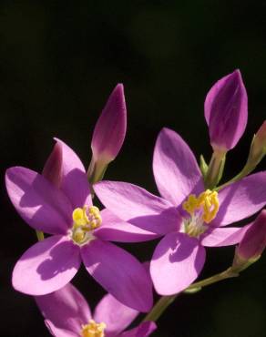 Fotografia 9 da espécie Centaurium erythraea subesp. grandiflorum no Jardim Botânico UTAD