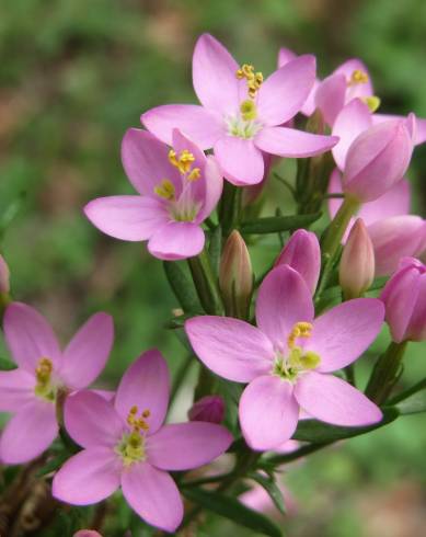 Fotografia de capa Centaurium erythraea subesp. grandiflorum - do Jardim Botânico