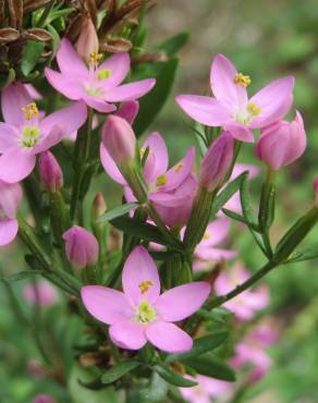 Fotografia 10 da espécie Centaurium erythraea subesp. grandiflorum no Jardim Botânico UTAD