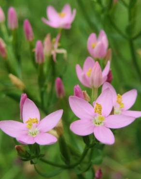 Fotografia 11 da espécie Centaurium erythraea subesp. grandiflorum no Jardim Botânico UTAD