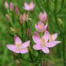 Fotografia 11 da espécie Centaurium erythraea subesp. grandiflorum do Jardim Botânico UTAD