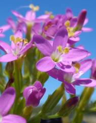 Centaurium erythraea subesp. erythraea