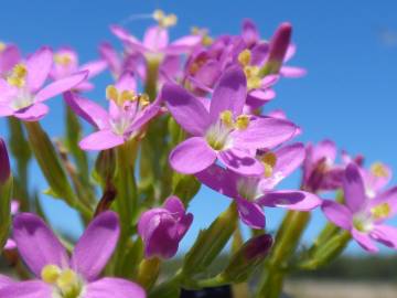 Fotografia da espécie Centaurium erythraea subesp. erythraea