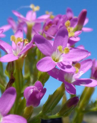 Fotografia de capa Centaurium erythraea subesp. erythraea - do Jardim Botânico