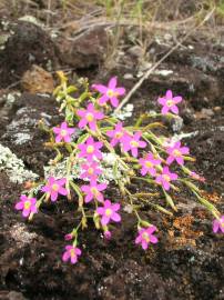 Fotografia da espécie Centaurium erythraea subesp. erythraea