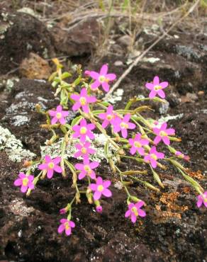 Fotografia 6 da espécie Centaurium erythraea subesp. erythraea no Jardim Botânico UTAD