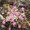 Fotografia 6 da espécie Centaurium erythraea subesp. erythraea do Jardim Botânico UTAD