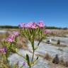 Fotografia 7 da espécie Centaurium erythraea subesp. erythraea do Jardim Botânico UTAD