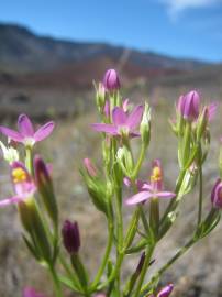 Fotografia da espécie Centaurium erythraea subesp. erythraea