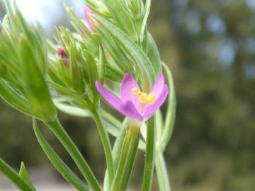 Fotografia da espécie Centaurium erythraea subesp. erythraea