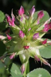 Fotografia da espécie Trifolium spumosum