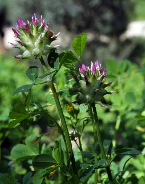 Fotografia 4 da espécie Trifolium spumosum no Jardim Botânico UTAD