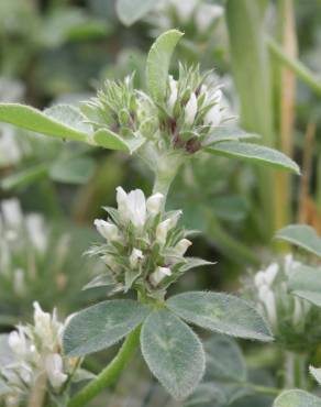 Fotografia 9 da espécie Trifolium scabrum no Jardim Botânico UTAD