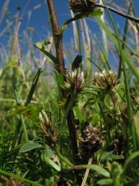 Fotografia da espécie Trifolium scabrum