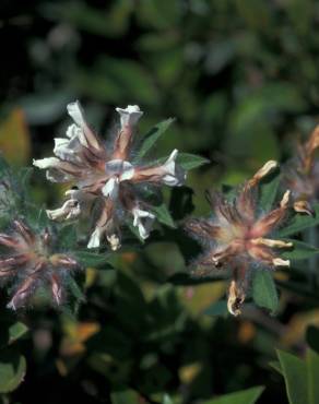 Fotografia 11 da espécie Trifolium scabrum no Jardim Botânico UTAD