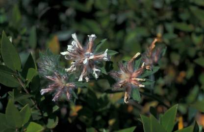 Fotografia da espécie Trifolium scabrum