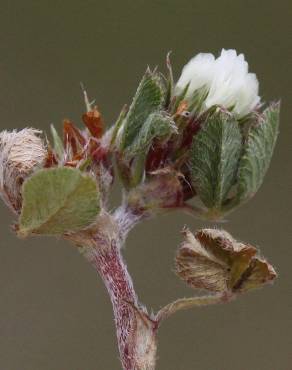 Fotografia 1 da espécie Trifolium scabrum no Jardim Botânico UTAD