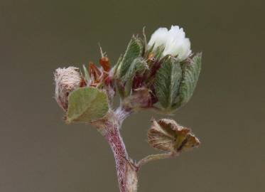 Fotografia da espécie Trifolium scabrum