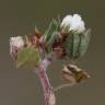 Fotografia 1 da espécie Trifolium scabrum do Jardim Botânico UTAD