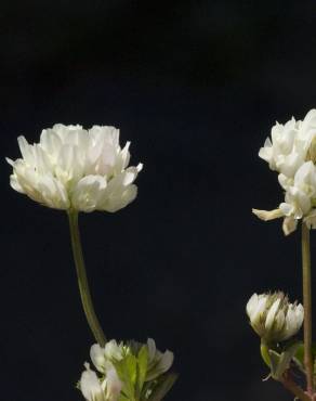 Fotografia 6 da espécie Trifolium squamosum no Jardim Botânico UTAD