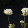 Fotografia 6 da espécie Trifolium squamosum do Jardim Botânico UTAD