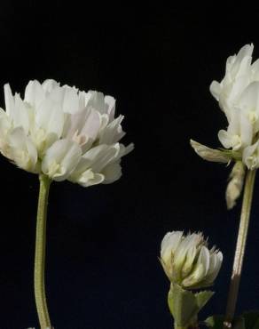 Fotografia 7 da espécie Trifolium squamosum no Jardim Botânico UTAD