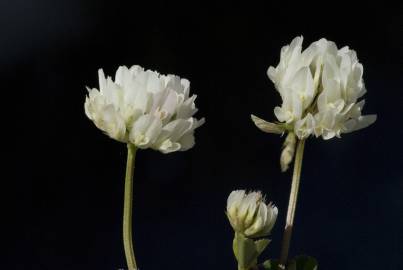 Fotografia da espécie Trifolium squamosum