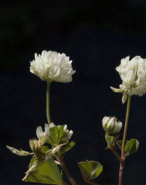 Fotografia 8 da espécie Trifolium squamosum no Jardim Botânico UTAD