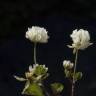 Fotografia 8 da espécie Trifolium squamosum do Jardim Botânico UTAD