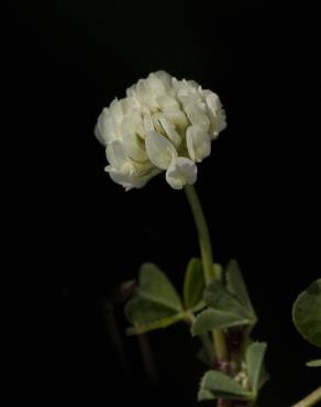 Fotografia 9 da espécie Trifolium squamosum no Jardim Botânico UTAD