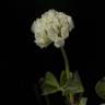 Fotografia 9 da espécie Trifolium squamosum do Jardim Botânico UTAD