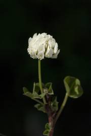 Fotografia da espécie Trifolium squamosum