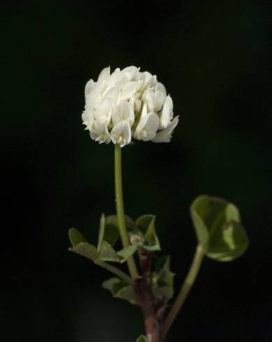 Fotografia de capa Trifolium squamosum - do Jardim Botânico