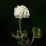 Fotografia 1 da espécie Trifolium squamosum do Jardim Botânico UTAD