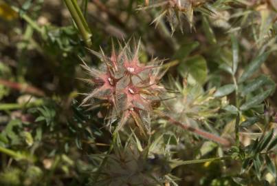 Fotografia da espécie Trifolium stellatum