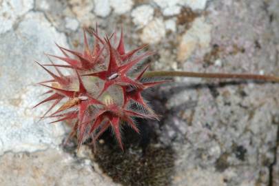 Fotografia da espécie Trifolium stellatum