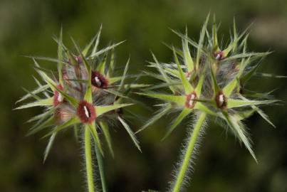 Fotografia da espécie Trifolium stellatum
